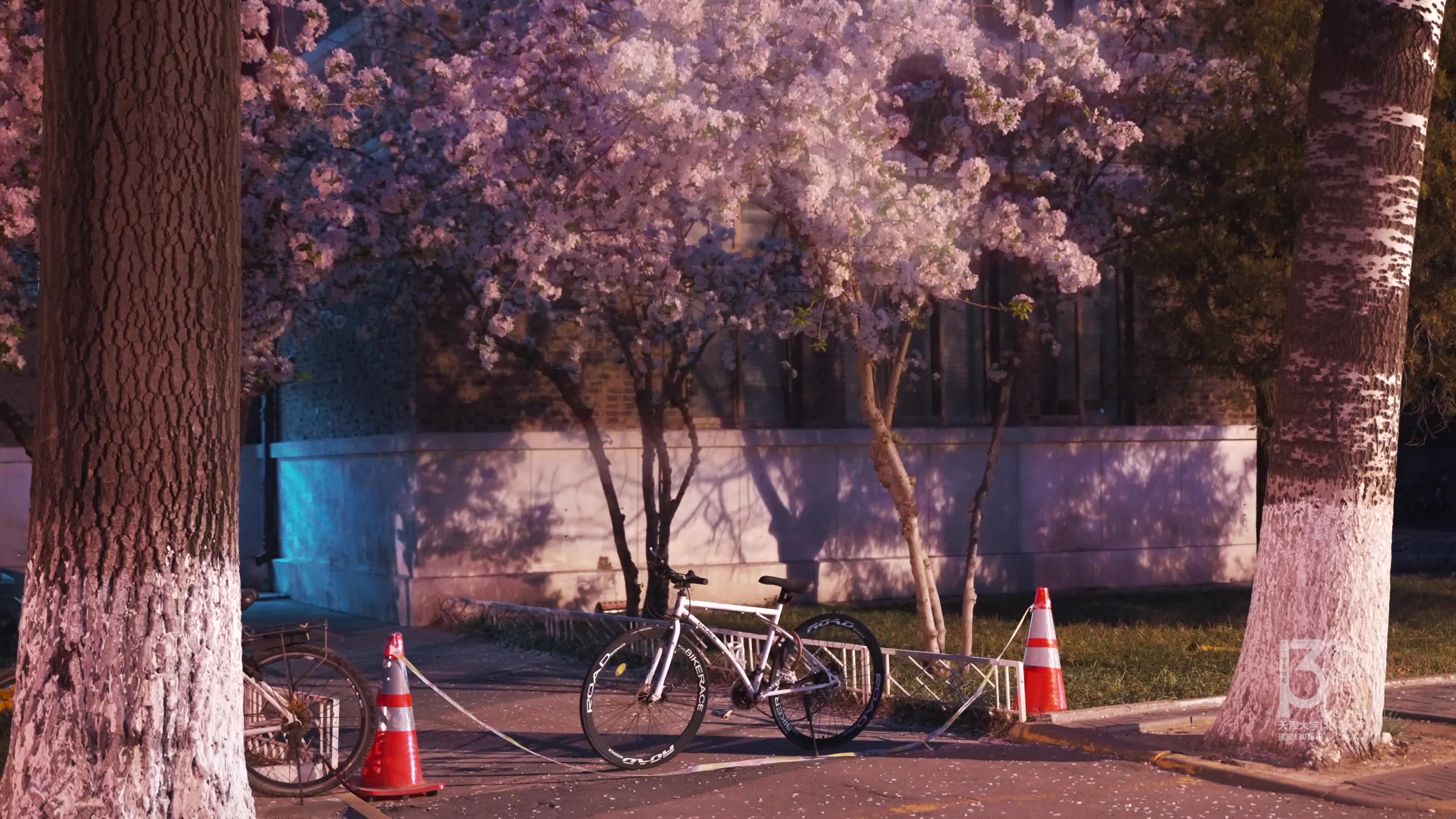 花堤夜韵，海棠绘梦